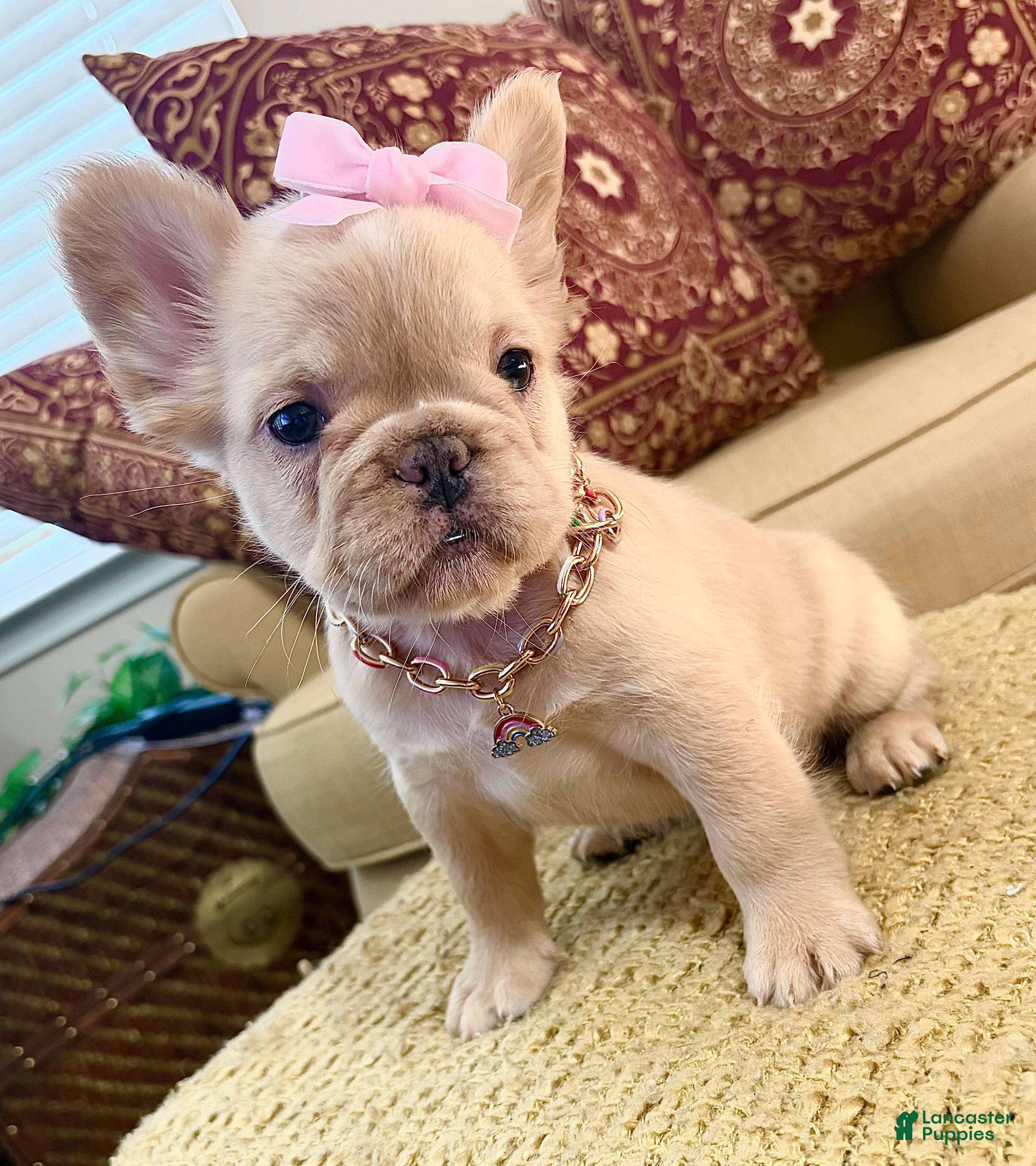 French Bulldog dogs Isabella  - Ad 2