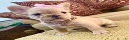 French Bulldog dogs for sale: Isabella  - Ad 2