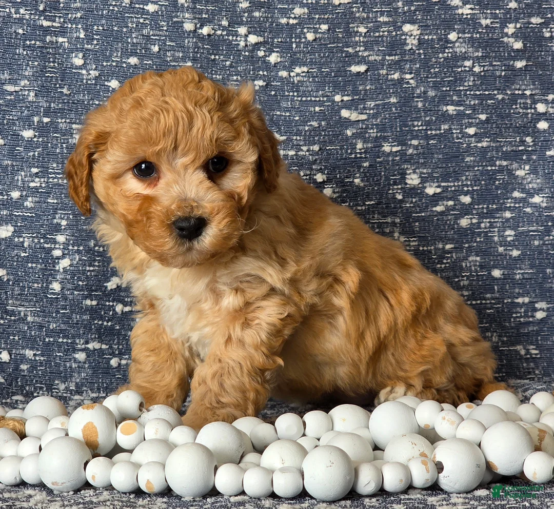Bichpoo dogs for sale: Baby  - Ad 4
