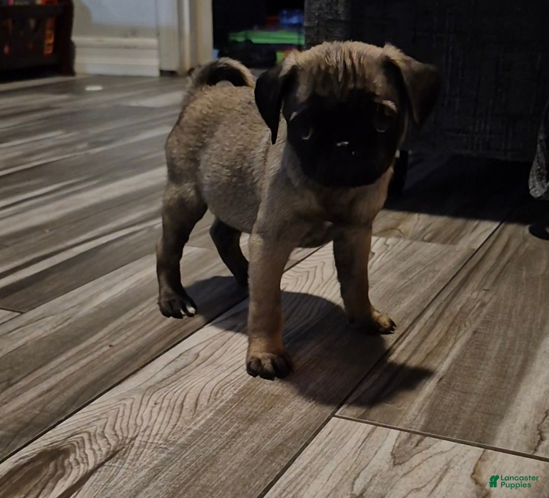 Pug dogs for sale: Pug Puppy 3 - Ad 1