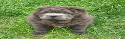 Shar Pei dogs for sale: Blue bear mini - Ad 17