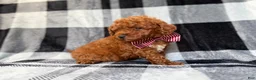 Mini Goldendoodle dogs for sale: Scout - Ad 5