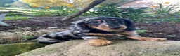 Miniature Dachshund dogs for sale: Princess - Ad 9