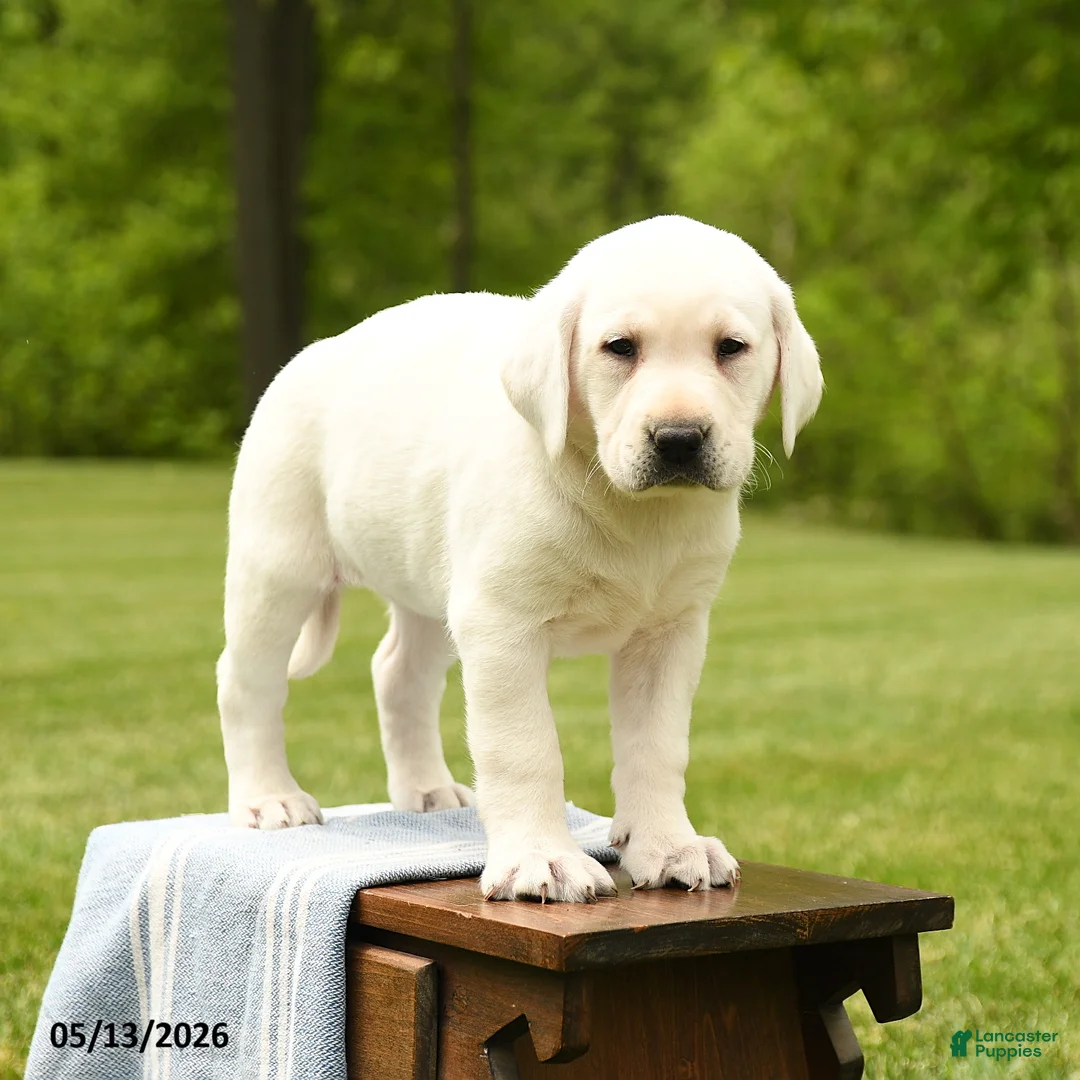 Labrador Retriever dogs for sale: Shiloh - Ad 1