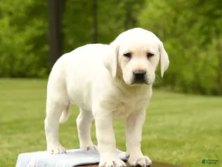 Labrador Retriever dogs for sale: Shiloh - Ad 3