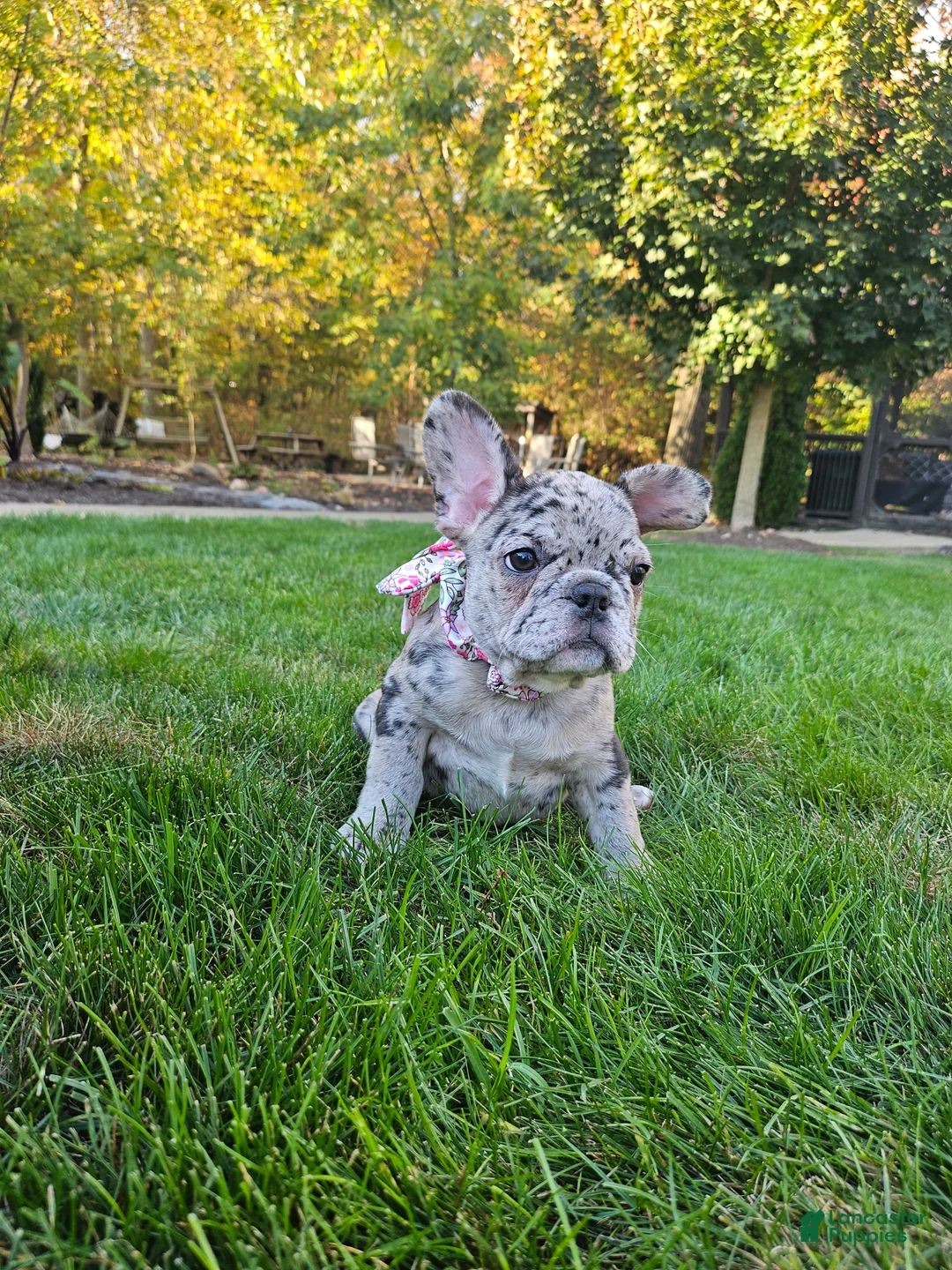 French Bulldog dogs for sale: Sammy - Ad 2