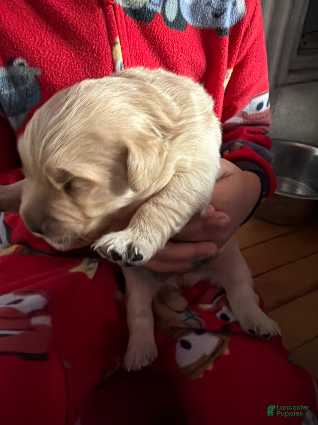 Golden Retriever dogs for sale: Golden Retriever Puppy 2 Pink - Ad 10