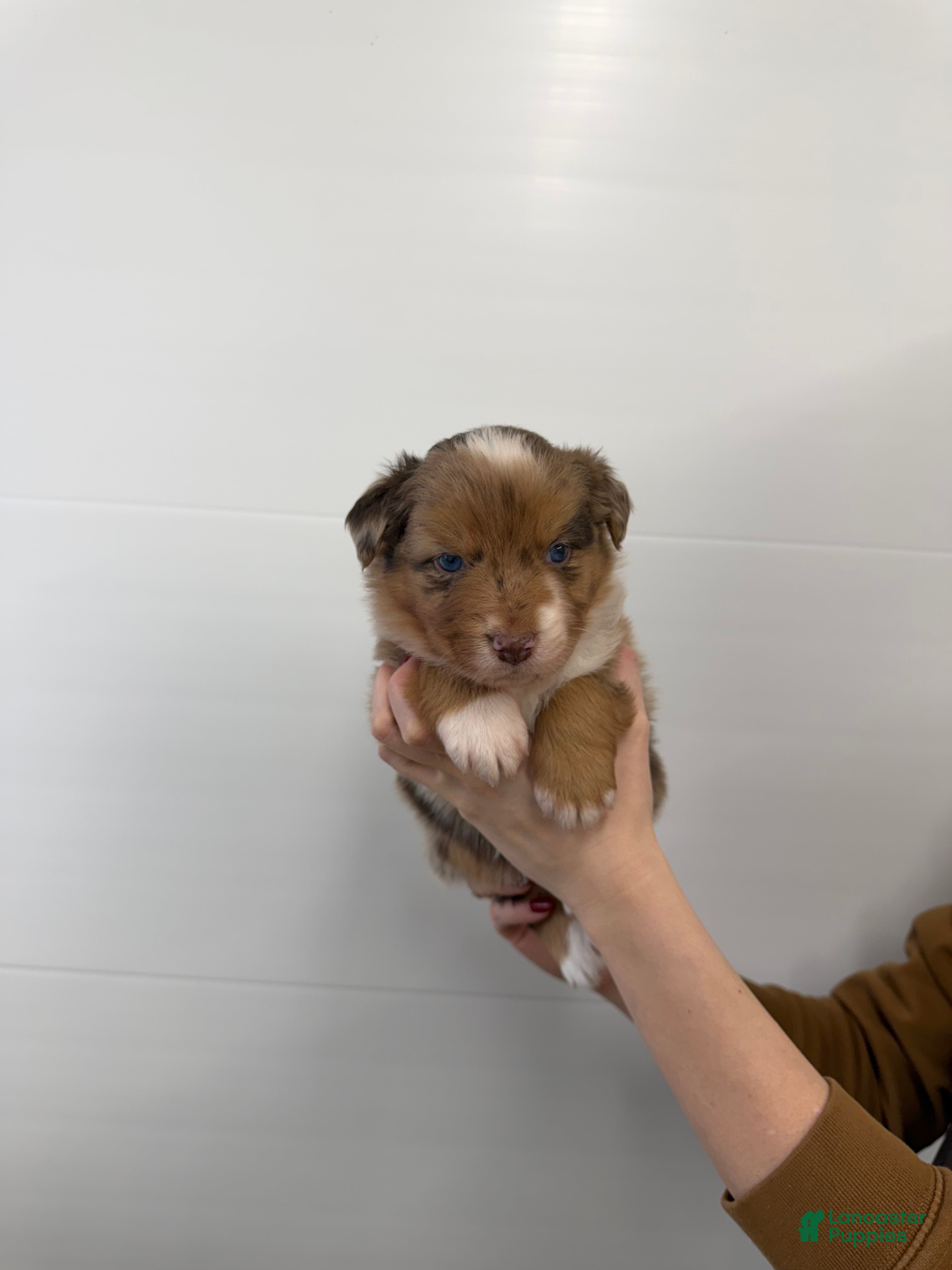Australian Shepherd dogs for sale: Ricco - Ad 3