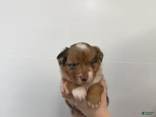 Australian Shepherd dogs for sale: Ricco - Ad 3