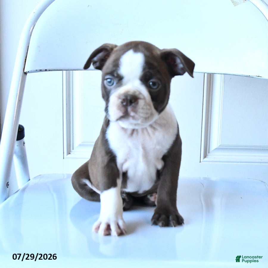 Boston Terrier dogs Ginger - Ad 2
