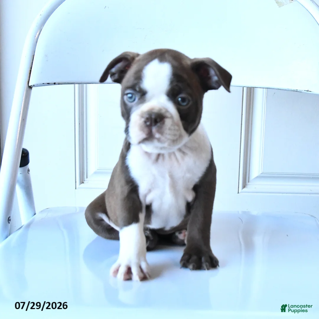 Boston Terrier dogs for sale: Ginger - Ad 2