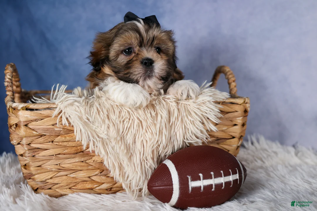 Shih Tzu dogs for sale: GIGI - Ad 1