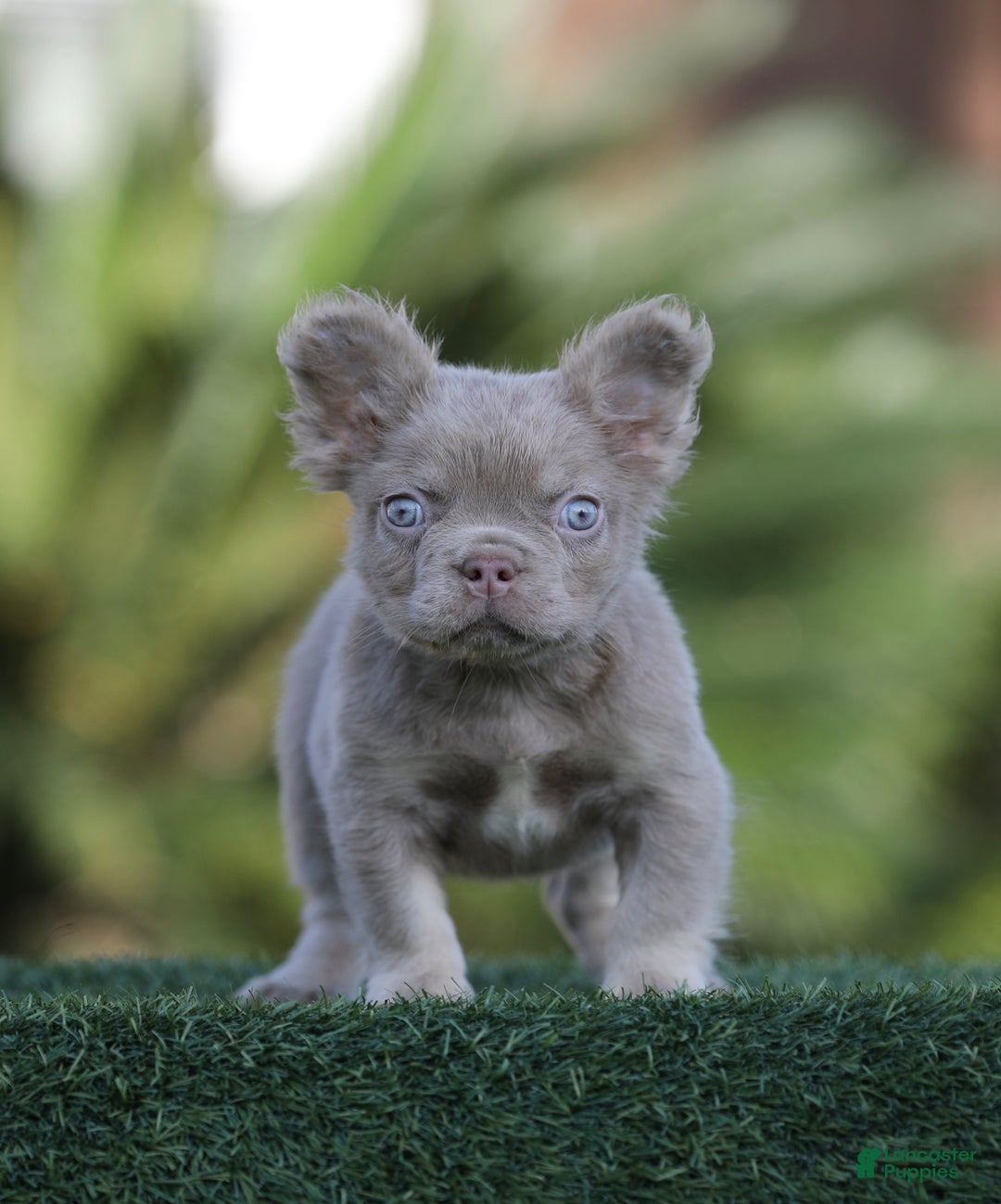 French Bulldog dogs for sale: French Bulldog Puppy 1 - Ad 2