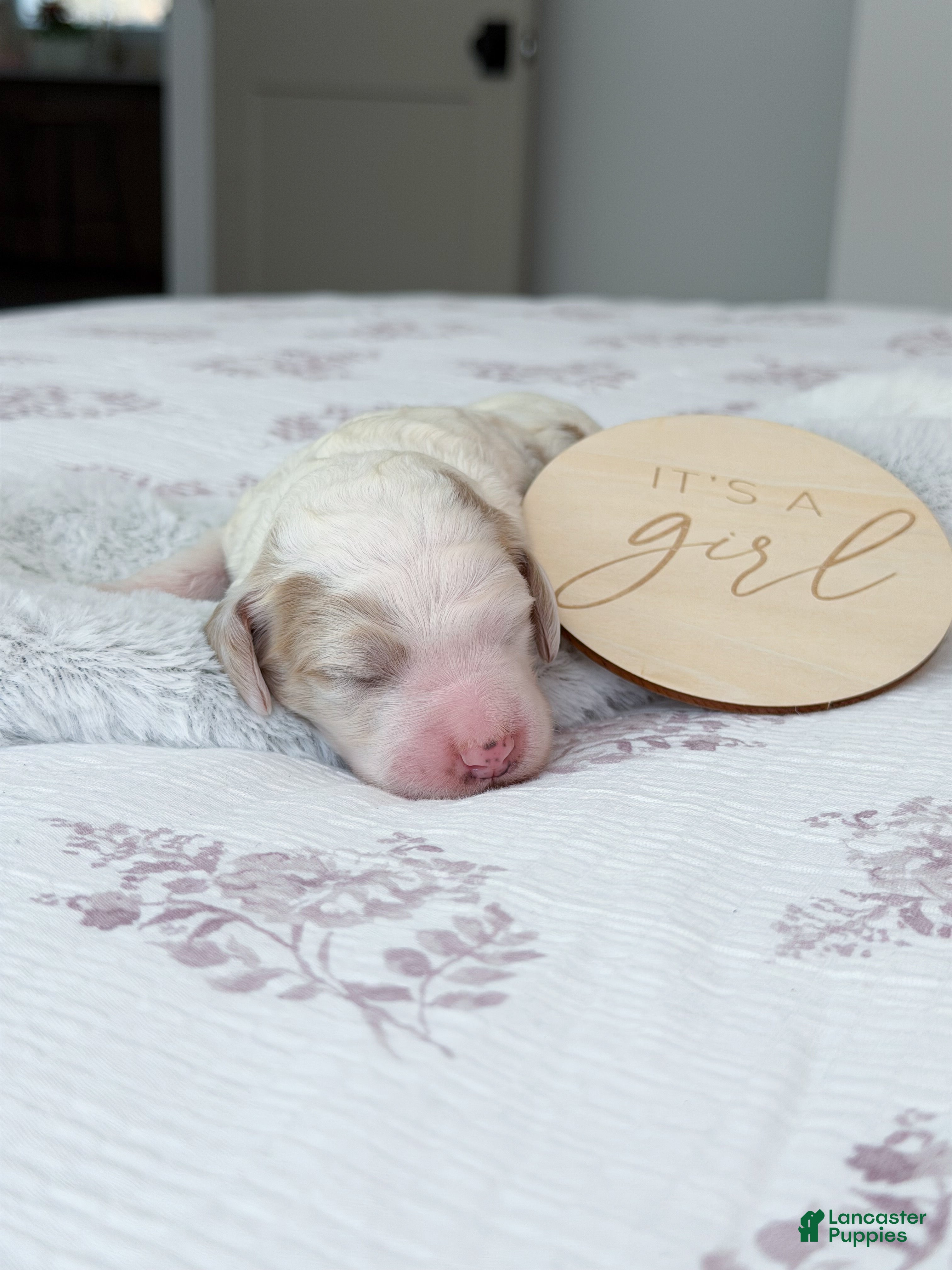 Goldendoodle dogs Amelia  - Ad 40