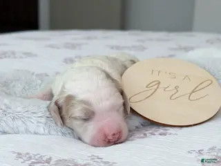 Goldendoodle dogs Amelia - Ad 40