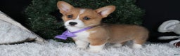 Welsh Corgi Pembroke dogs for sale: Holden - Ad 26