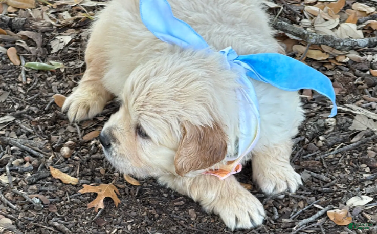 Golden Retriever dogs Sunny - Ad 15