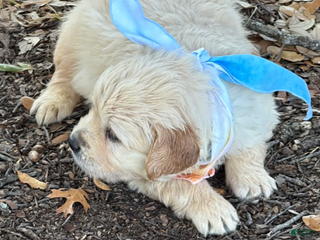 Golden Retriever dogs Sunny - Ad 1