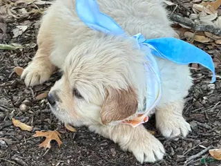 Golden Retriever dogs Sunny - Ad 4