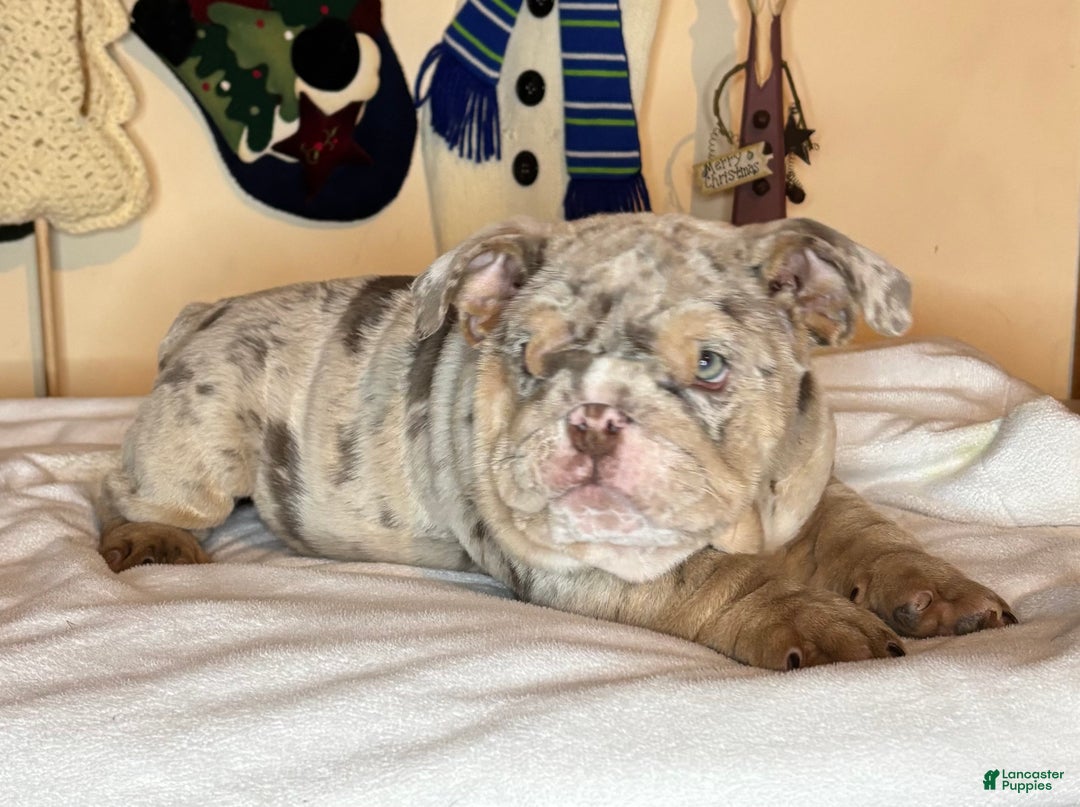 English Bulldog dogs for sale: Cookies - Ad 5