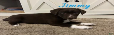 Jimmy