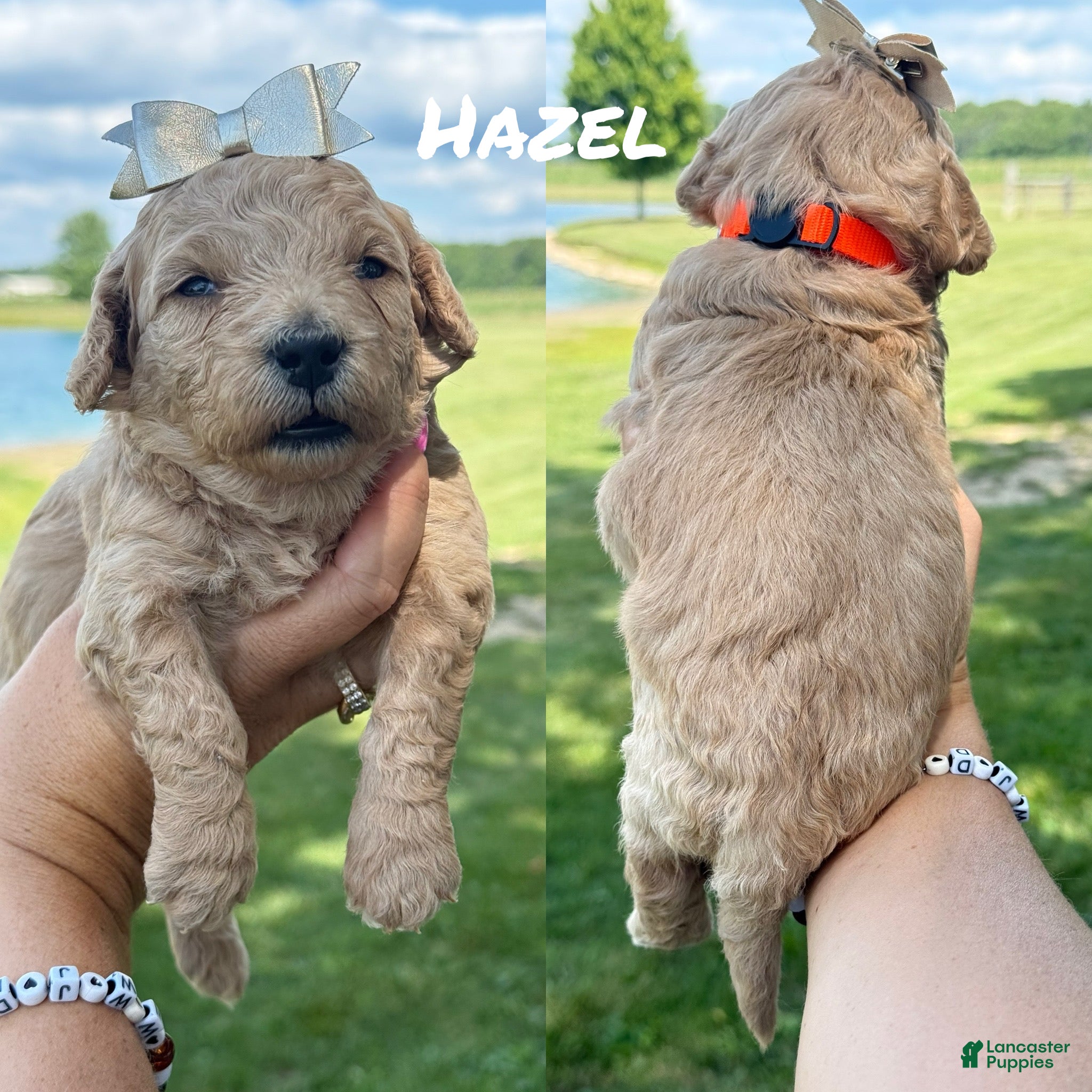 Mini Goldendoodle dogs Hazel - Mini Goldendoodle - Ad 34