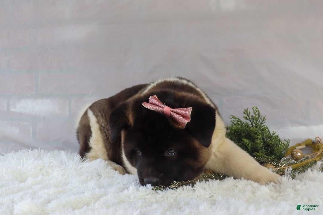 Akita dogs for sale: Rosa - Ad 21