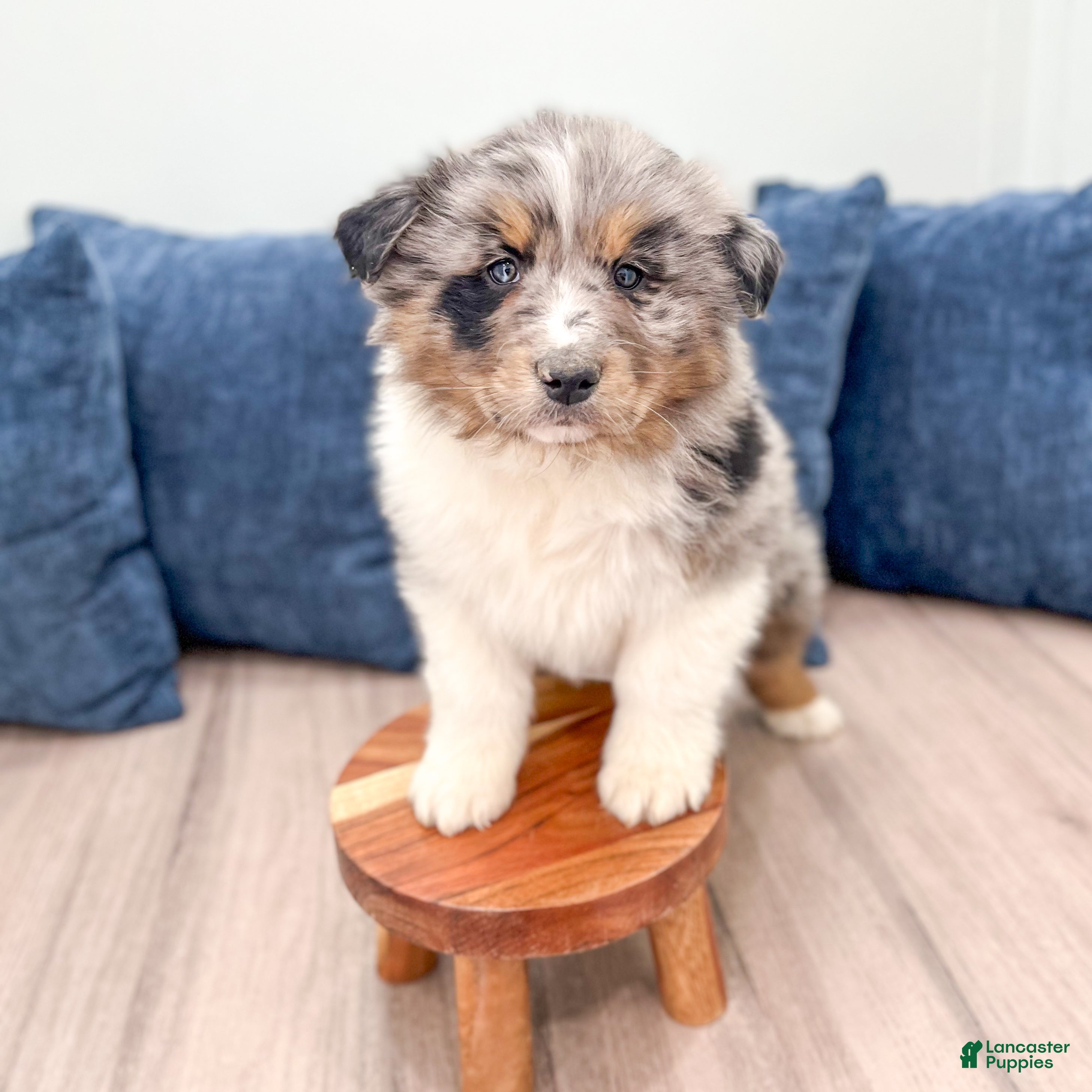 Australian Shepherd dogs Theodore - Ad 2