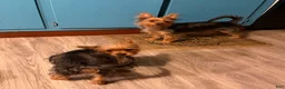 Yorkshire Terrier dogs for sale: Charlie  - Ad 4