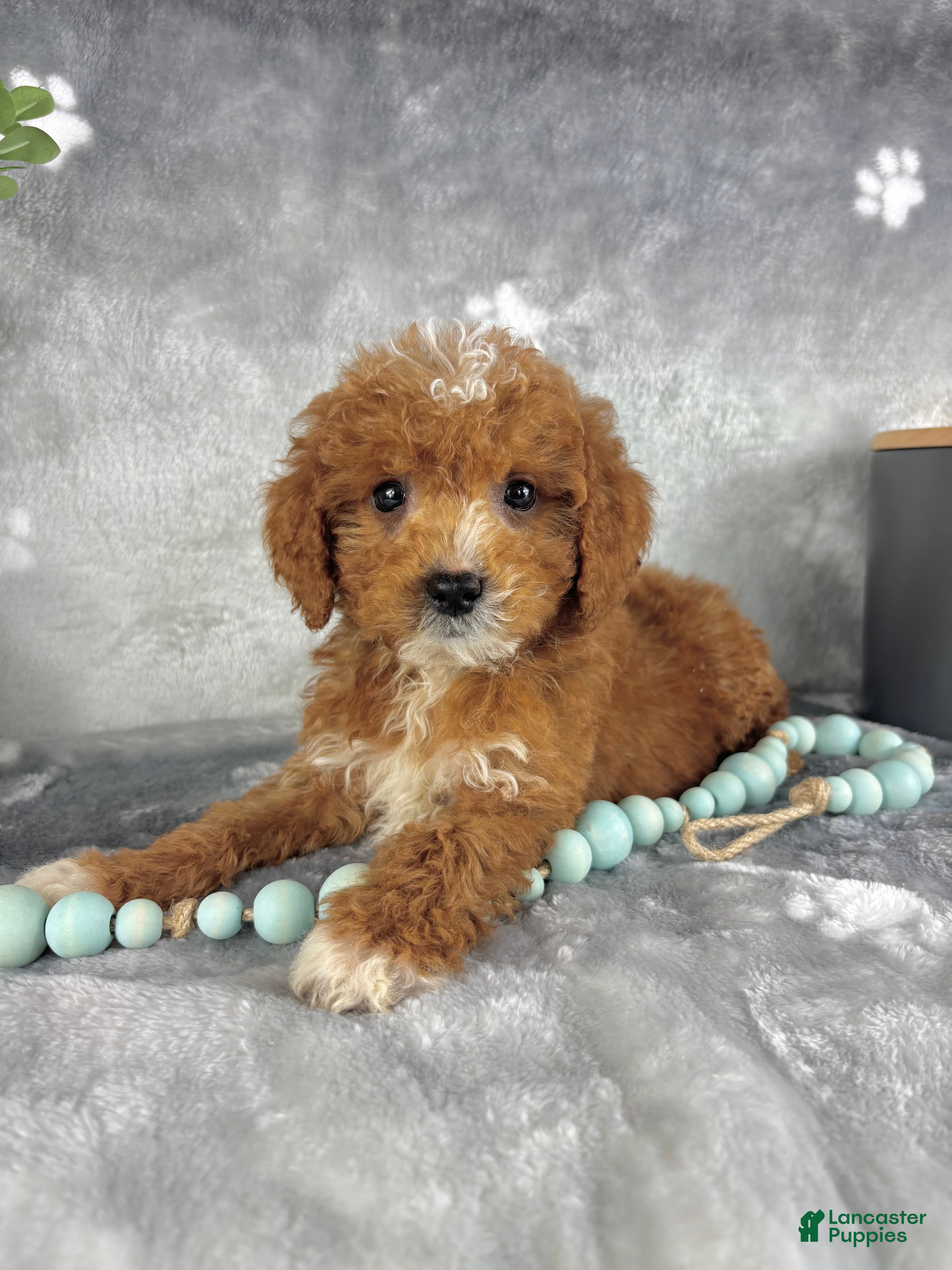 Mini Goldendoodle dogs for sale: Mini Goldendoodle Puppy 2 - Ad 1