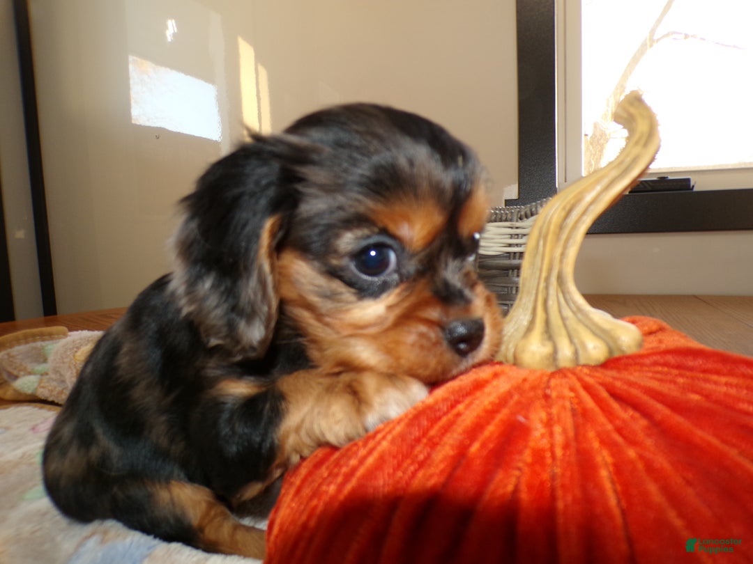 Cavalier King Charles Spaniel dogs for sale: Cavalier King Charles Spaniel Puppy 3 - Ad 2