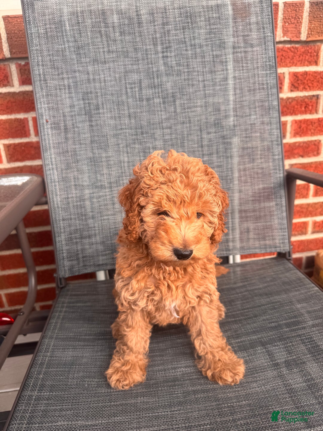 Toy Poodle dogs for sale: Ramses - Ad 4