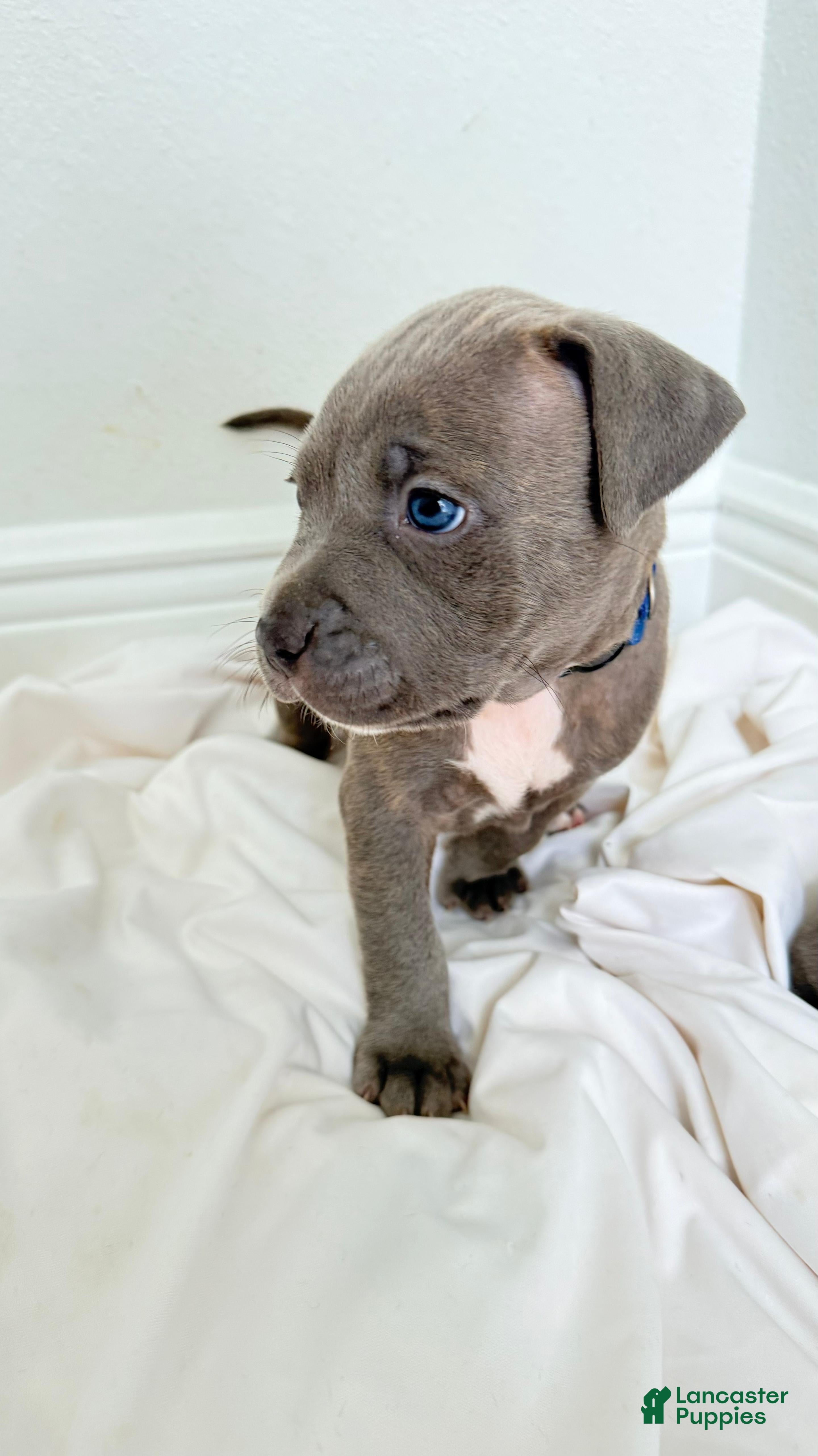 Mixed Breed dogs for sale: Dark blue collar - Ad 3