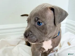 Mixed Breed dogs for sale: Dark blue collar - Ad 3