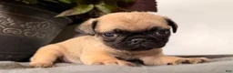 Pug dogs for sale: Pepper - Ad 1