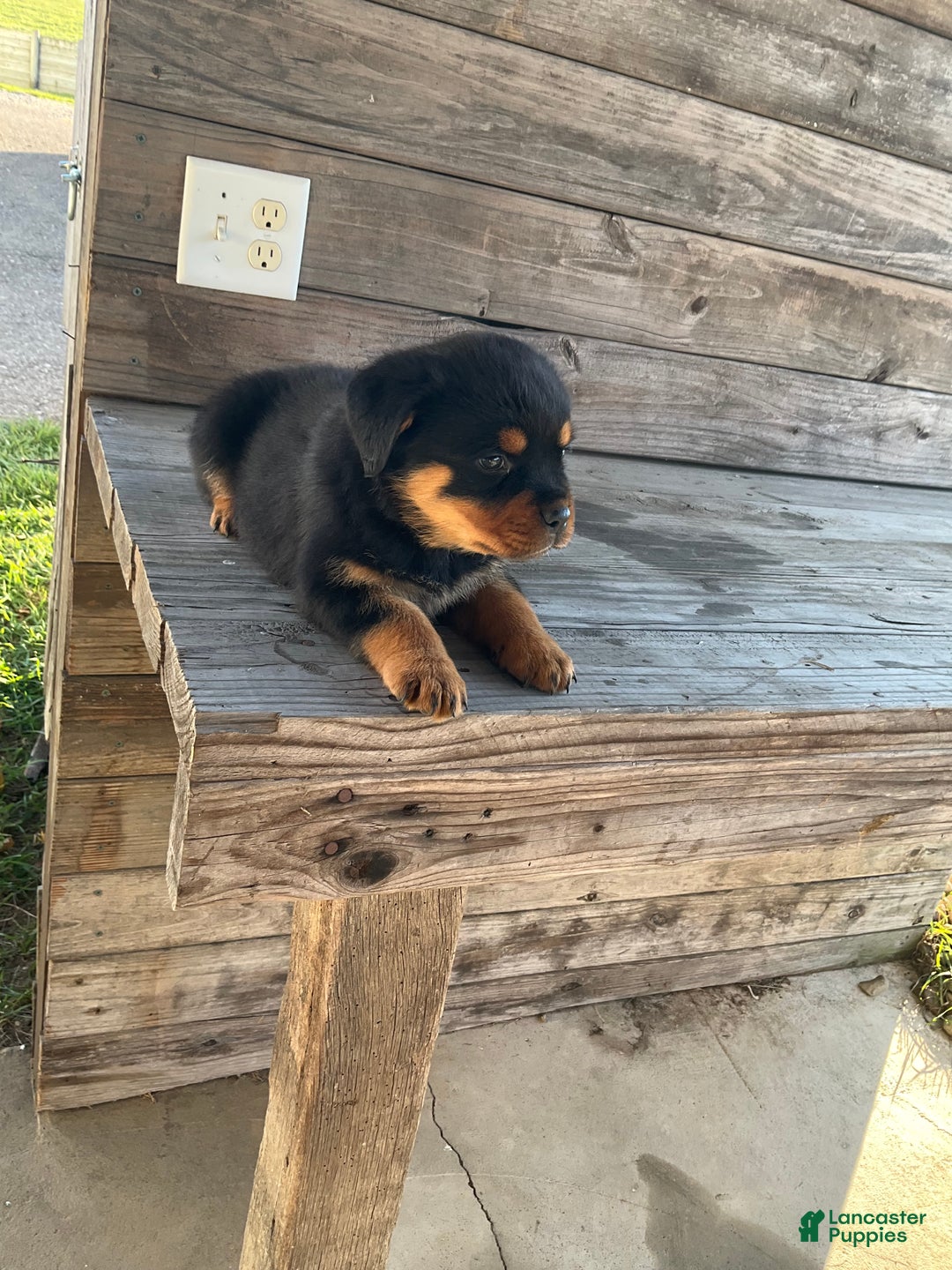Rottweiler dogs for sale: Daisy  - Ad 11