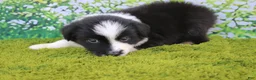 Australian Shepherd dogs for sale: Lucky - Ad 5