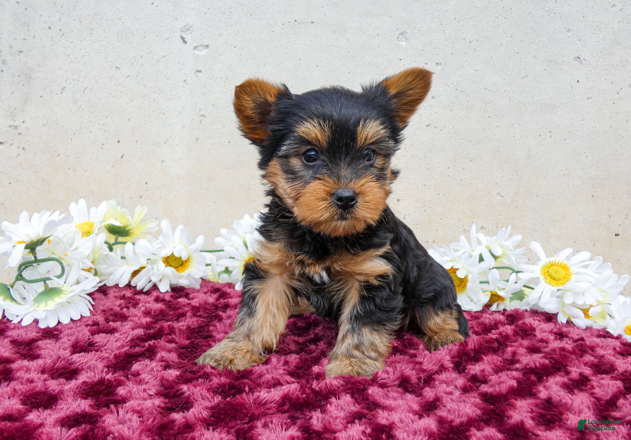 Yorkshire Terrier dogs Teddy - Ad 1