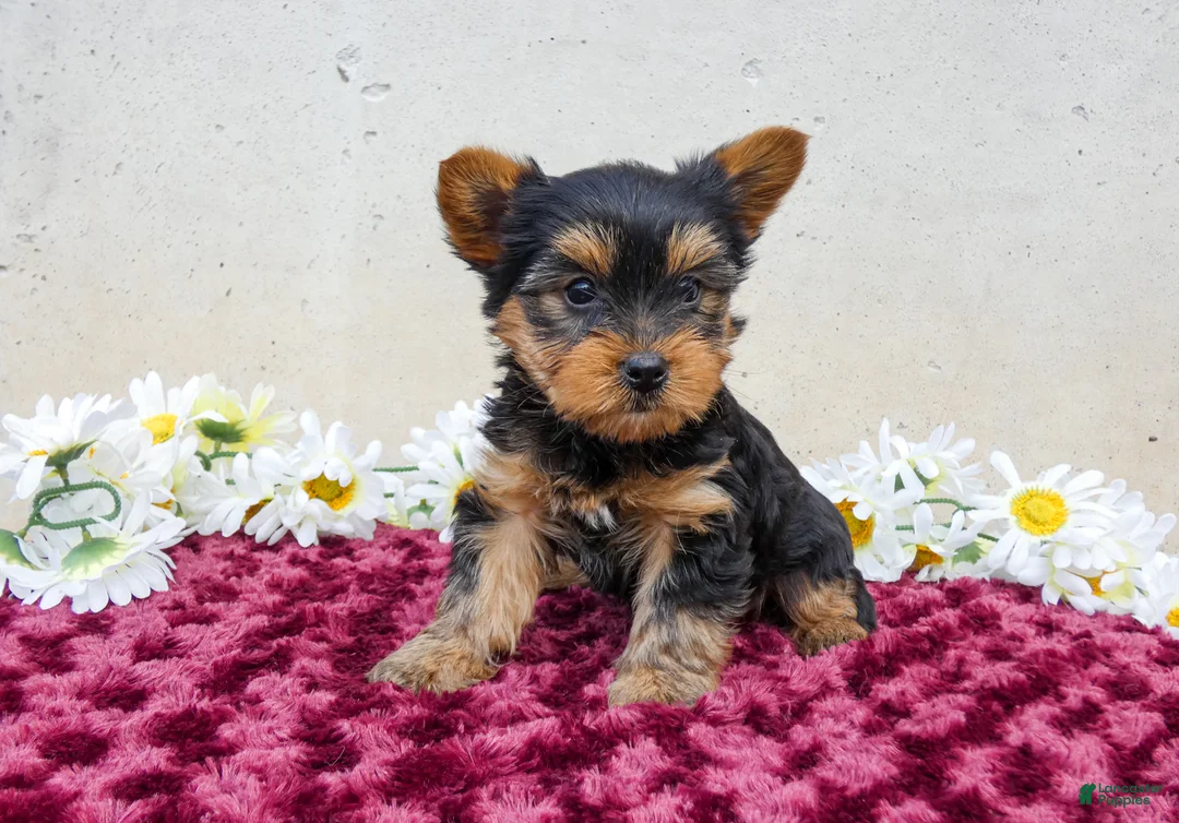 Yorkshire Terrier dogs for sale: Teddy - Ad 1