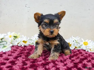 Yorkshire Terrier dogs for sale: Teddy - Ad 3