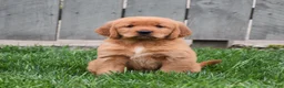 Golden Retriever dogs for sale: Gala - Ad 1