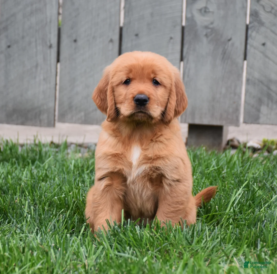Golden Retriever dogs for sale: Gala - Ad 1