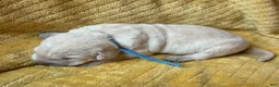 Labrador Retriever dogs for sale: Aaron - Ad 2