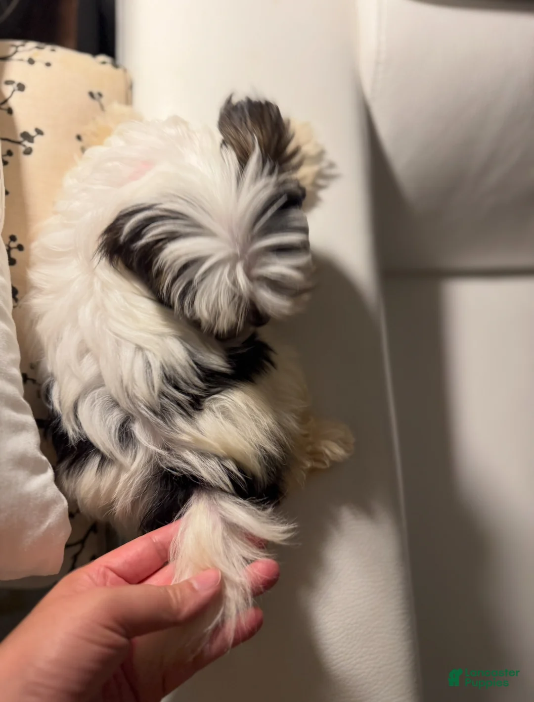 Morkie dogs for sale: Ken - Ad 5