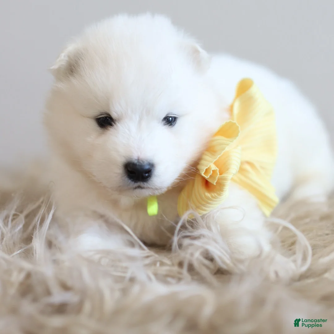 Samoyed dogs for sale: Sprout  - Ad 7
