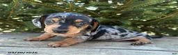 Dachshund dogs for sale: Tanner - Ad 3