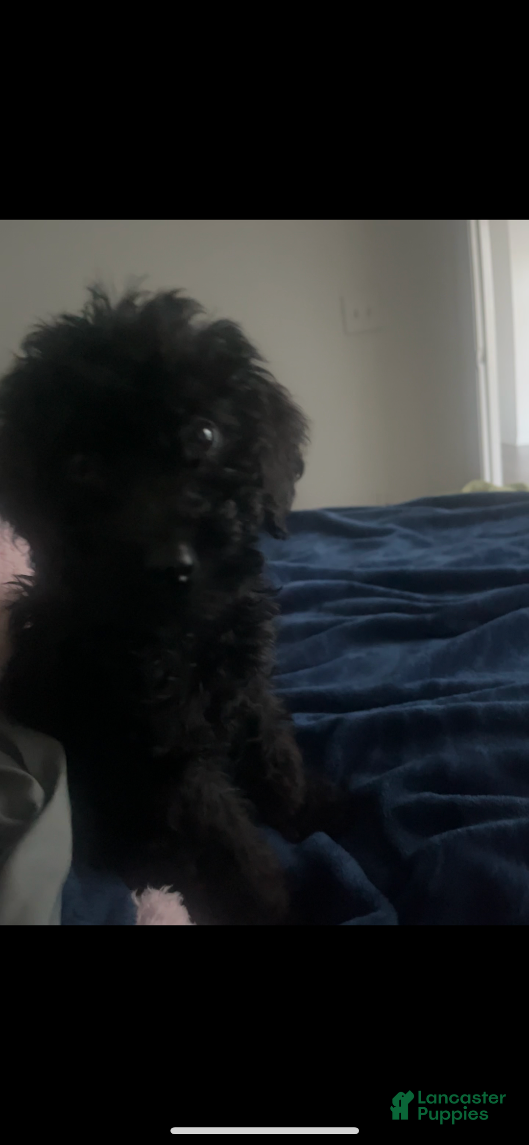 Mixed Breed dogs for sale: Mixed Breed Puppy 1 - Ad 2