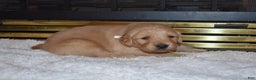 Golden Retriever dogs for sale: Ginger - Ad 3