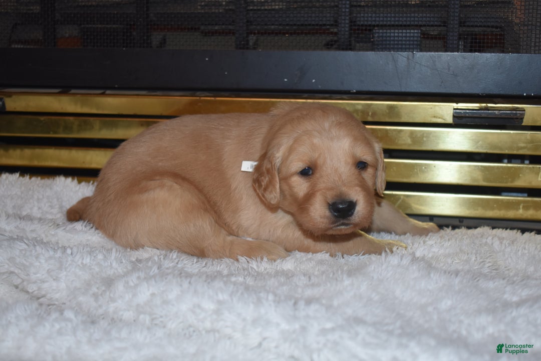 Golden Retriever dogs for sale: Ginger - Ad 3