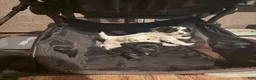 Bichpoo dogs for sale: Hershey - Ad 15